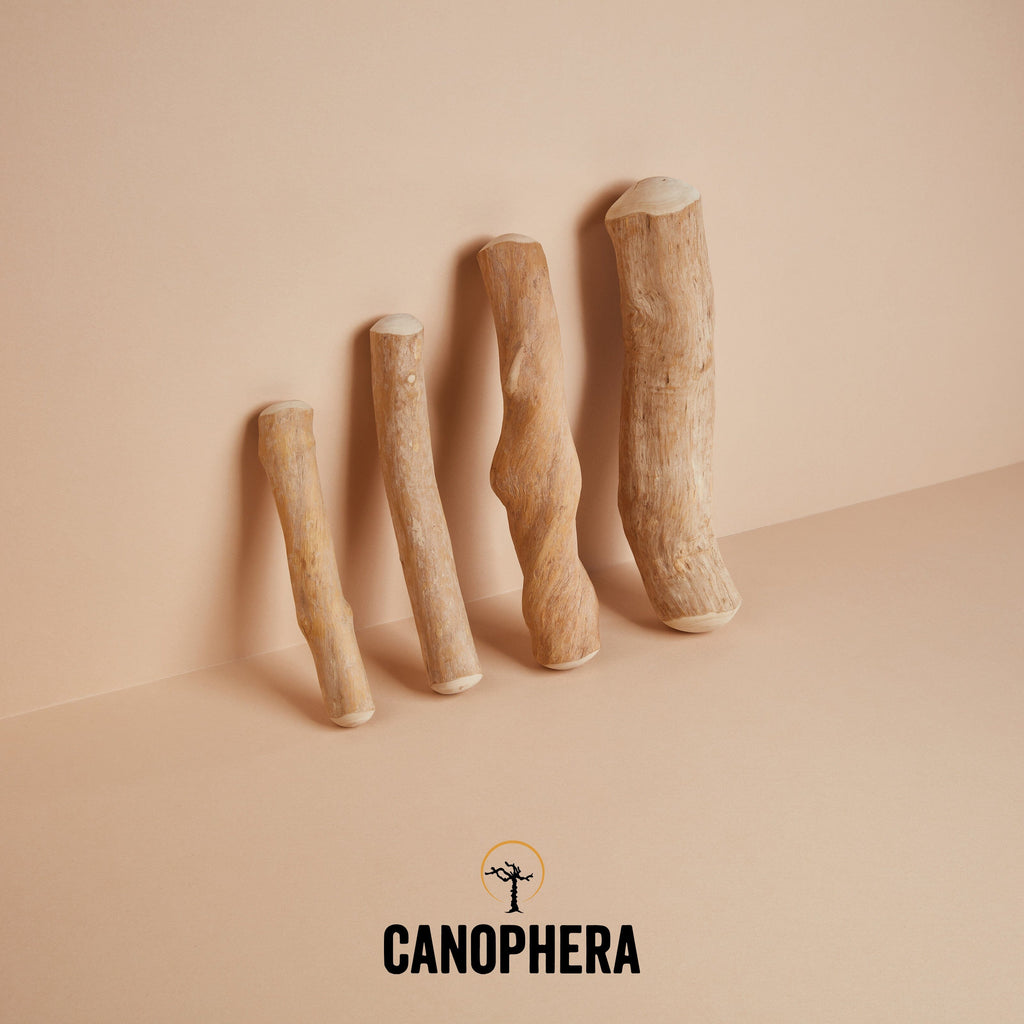 CANOPHERA | Kaustab aus Kaffeeholz Leckerlies Canophera 
