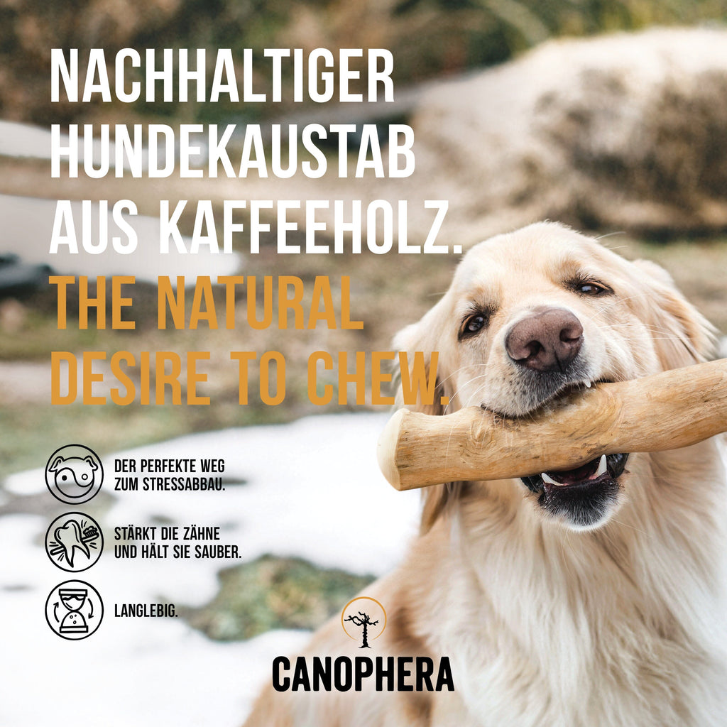 CANOPHERA | Kaustab aus Kaffeeholz Leckerlies Canophera 