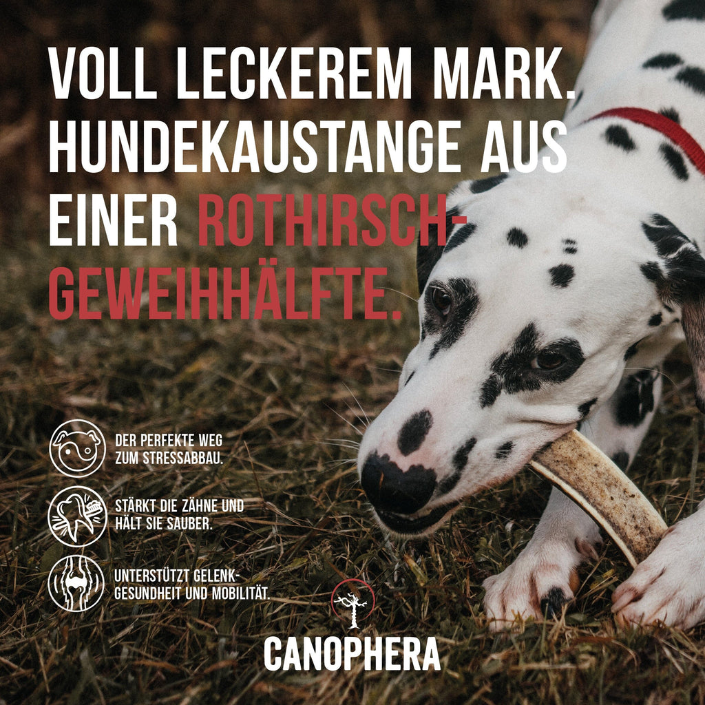 CANOPHERA | Rothirsch-Geweihhälfte Leckerlies Canophera 