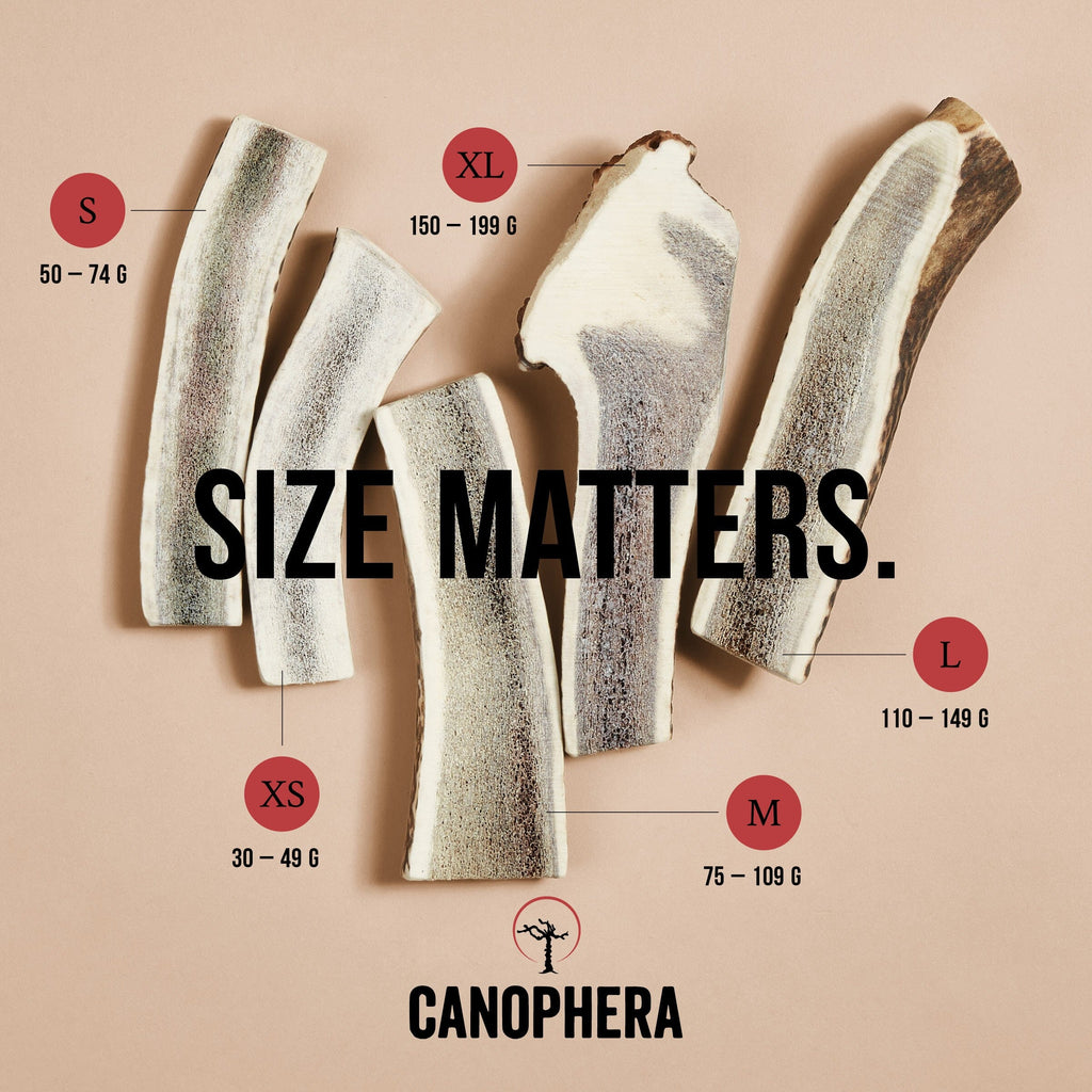 CANOPHERA | Rothirsch-Geweihhälfte Leckerlies Canophera 