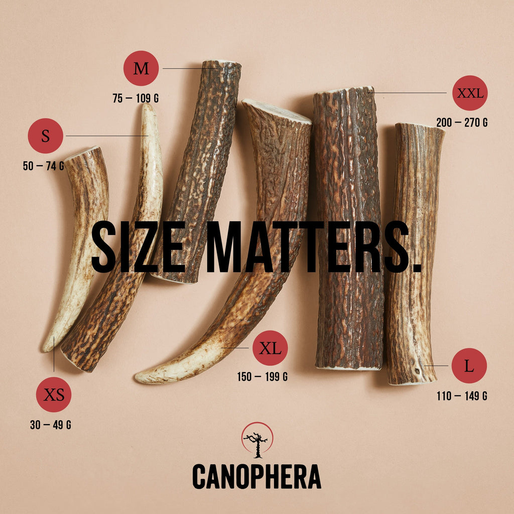 CANOPHERA | Rothirschgeweih Leckerlies Canophera 