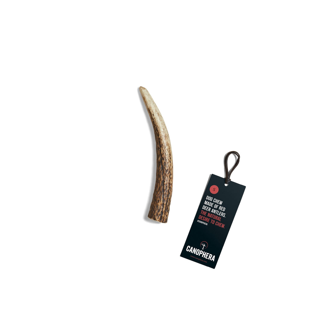 CANOPHERA | Rothirschgeweih Leckerlies Canophera S 