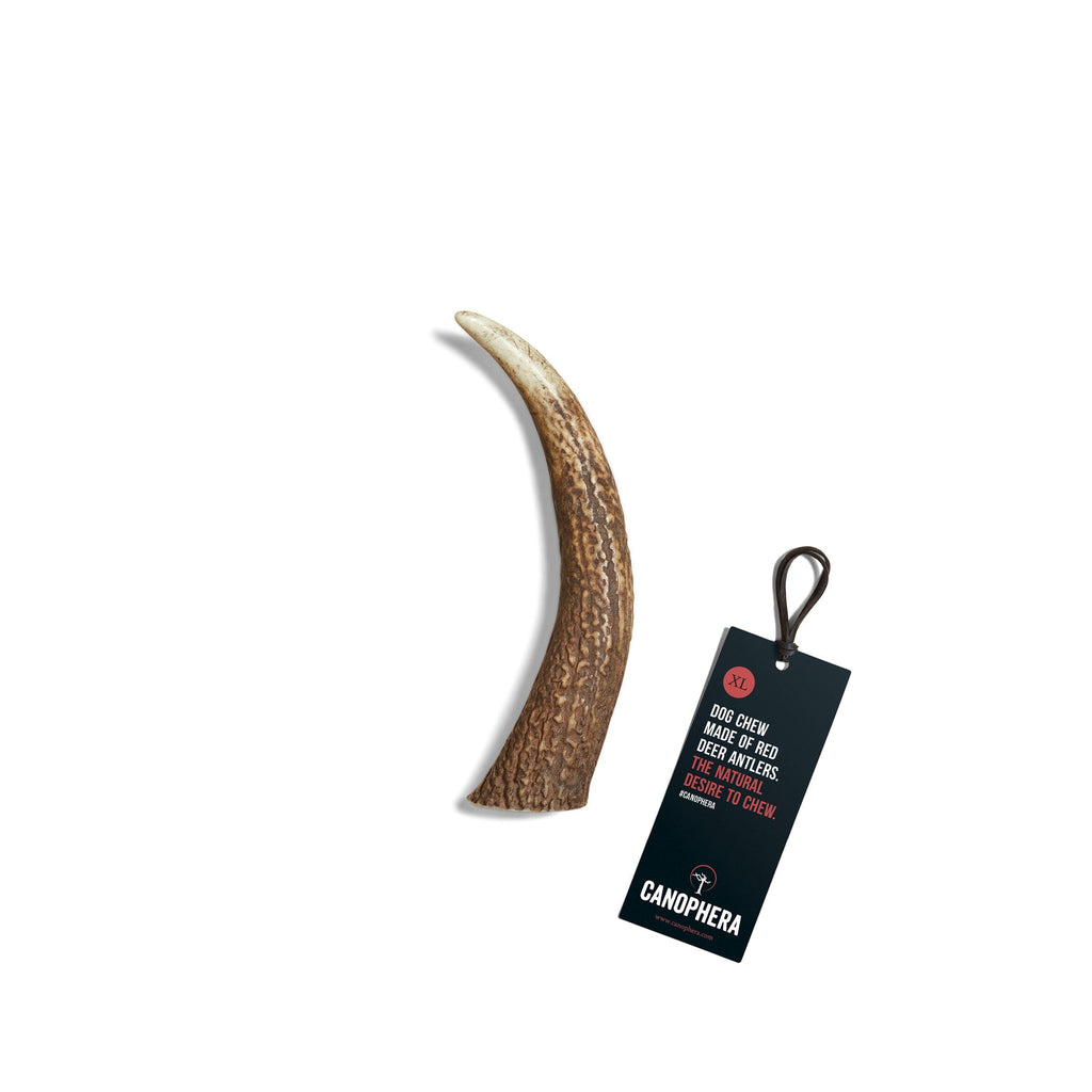 CANOPHERA | Rothirschgeweih Leckerlies Canophera XL 