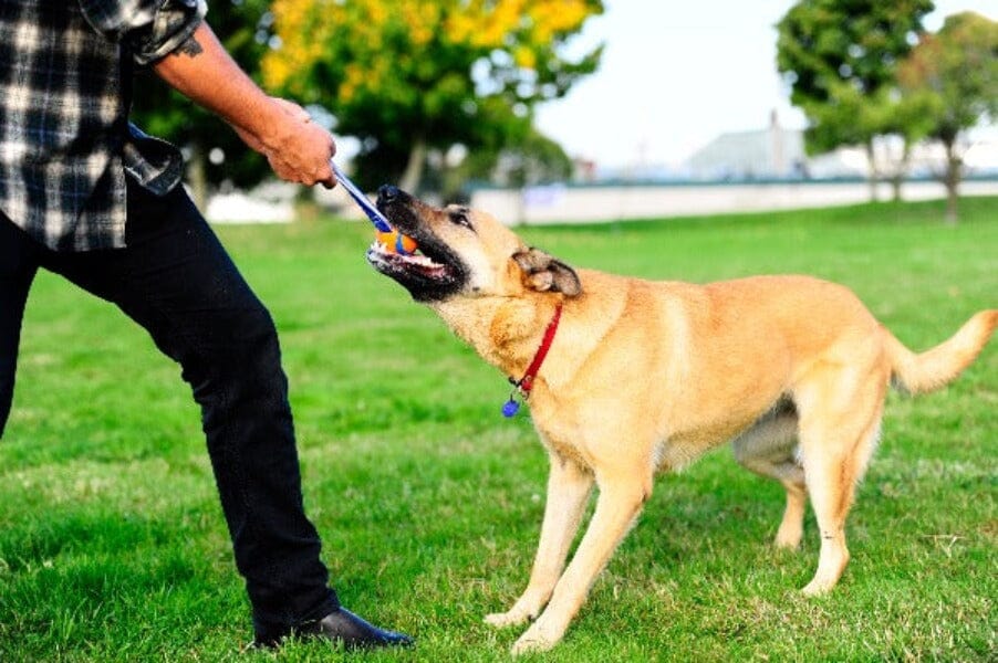 Chuckit! | Ultra Tug Hundespielzeug Chuckit 