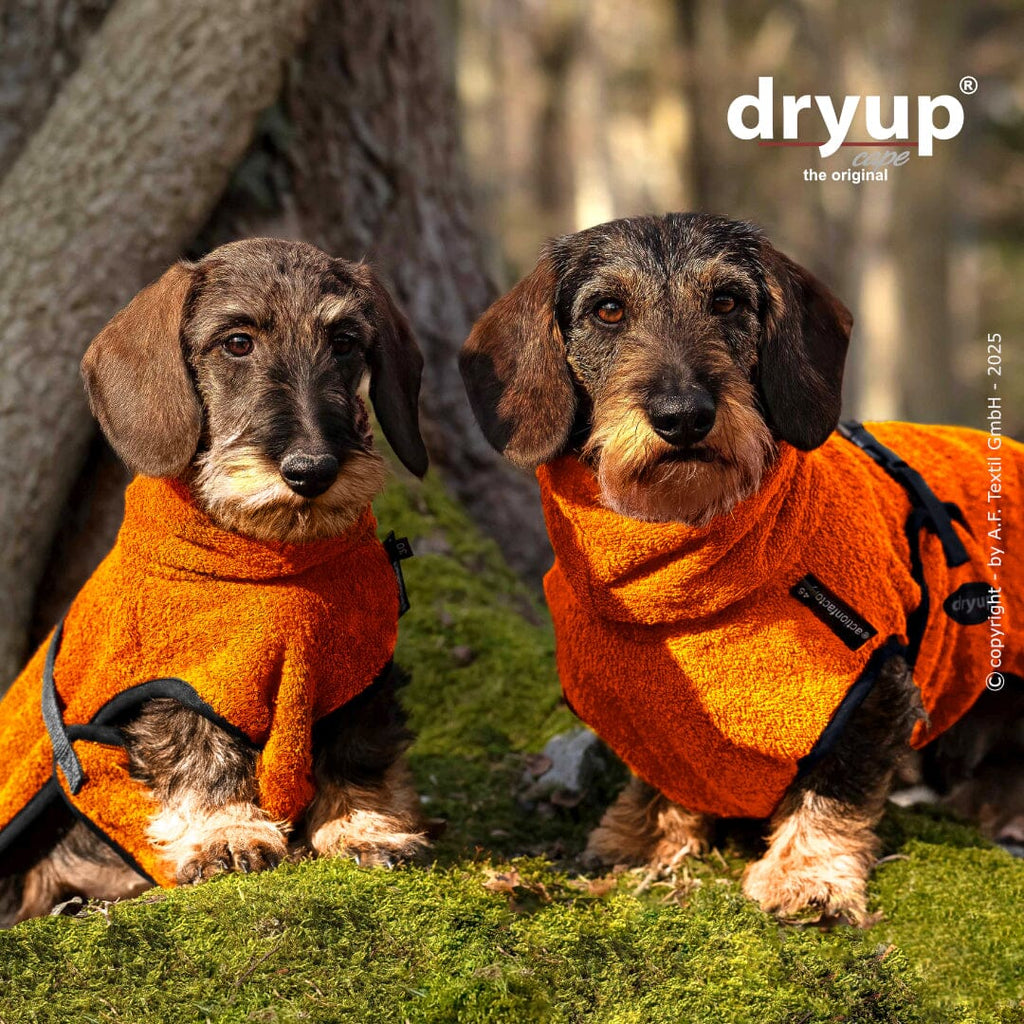 DRYUP® CAPE - DER ORIGINAL HUNDEBADEMANTEL | Dackel Hundebekleidung Action Factory 