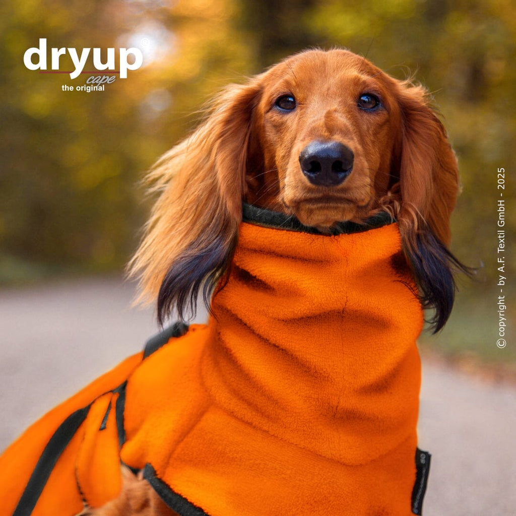DRYUP® CAPE - DER ORIGINAL HUNDEBADEMANTEL | Dackel Hundebekleidung Action Factory 