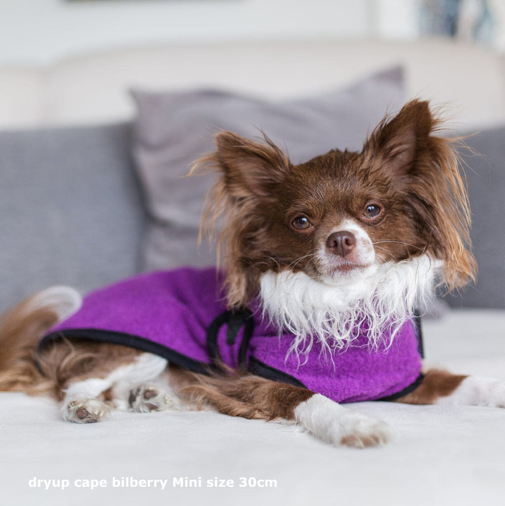 DRYUP® CAPE - DER ORIGINAL HUNDEBADEMANTEL | Mini Hundebekleidung Action Factory Bilbery (Lila) 30 
