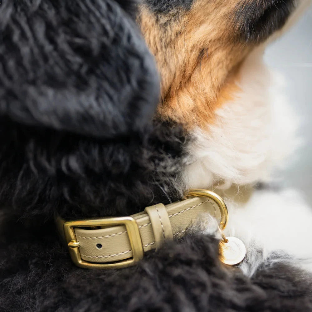 Fatissimo | Biothane Halsband Classic Halsband Fatissimo 