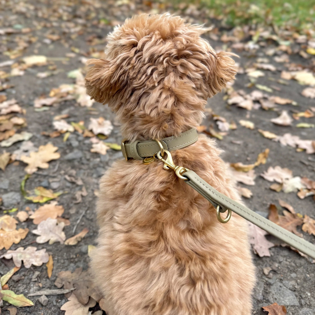 Fatissimo | Biothane Halsband Classic Small Halsband Fatissimo 