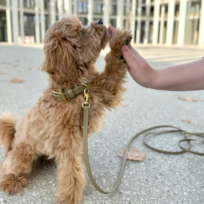 Fatissimo | Biothane Halsband Classic Small Halsband Fatissimo 