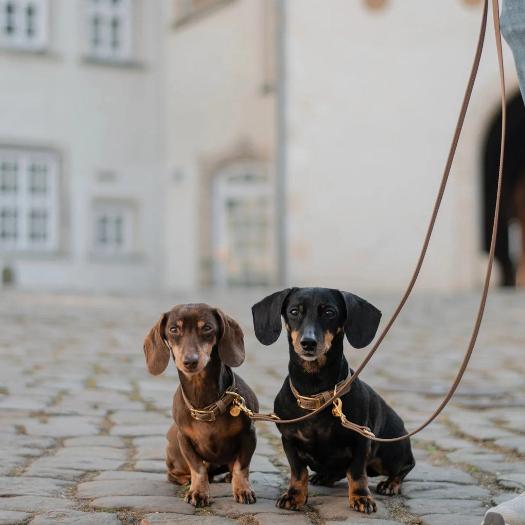 Fatissimo | Biothane Halsband Classic Small Halsband Fatissimo 