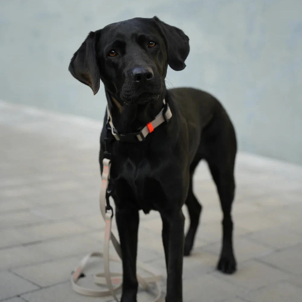 Fatissimo | Biothane Halsband NEMI KLICK Halsband Fatissimo 