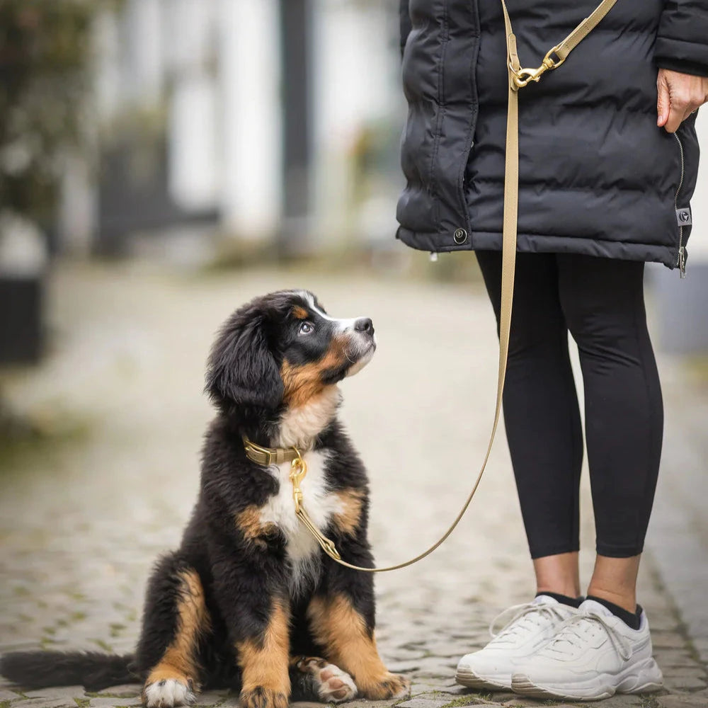 Fatissimo | Biothane Leine Classic Leinen Fatissimo 