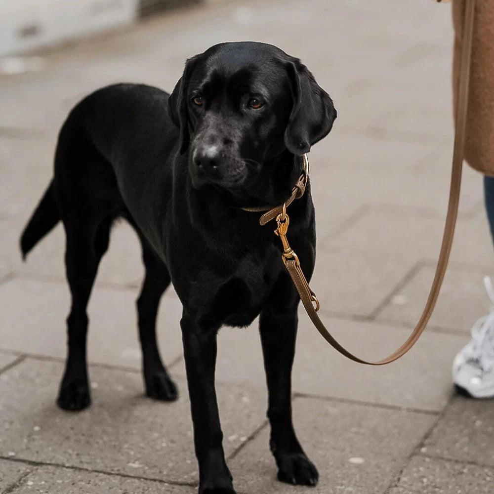 Fatissimo | Biothane Leine Classic Leinen Fatissimo 