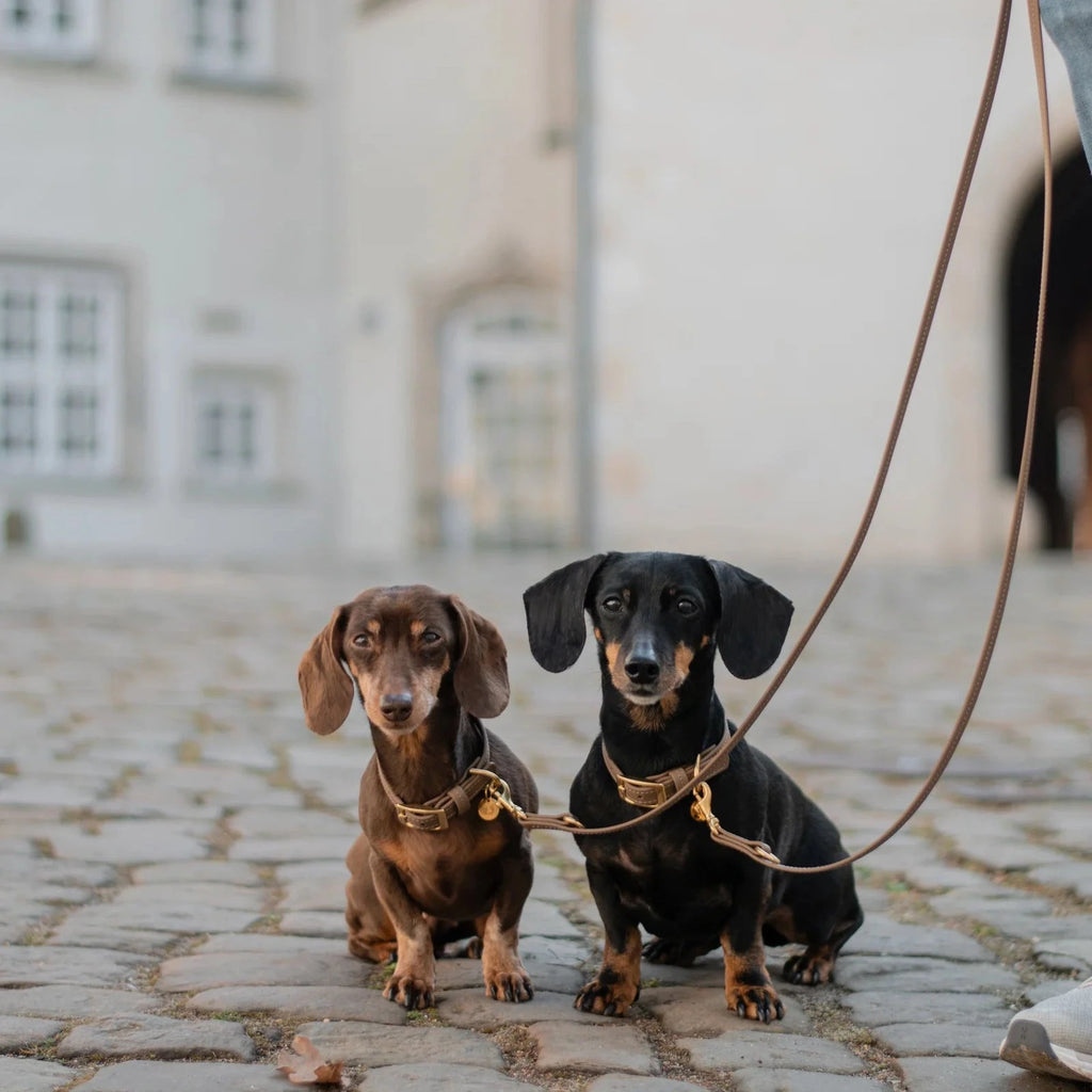 Fatissimo | Biothane Leine Classic Small Leinen Fatissimo 