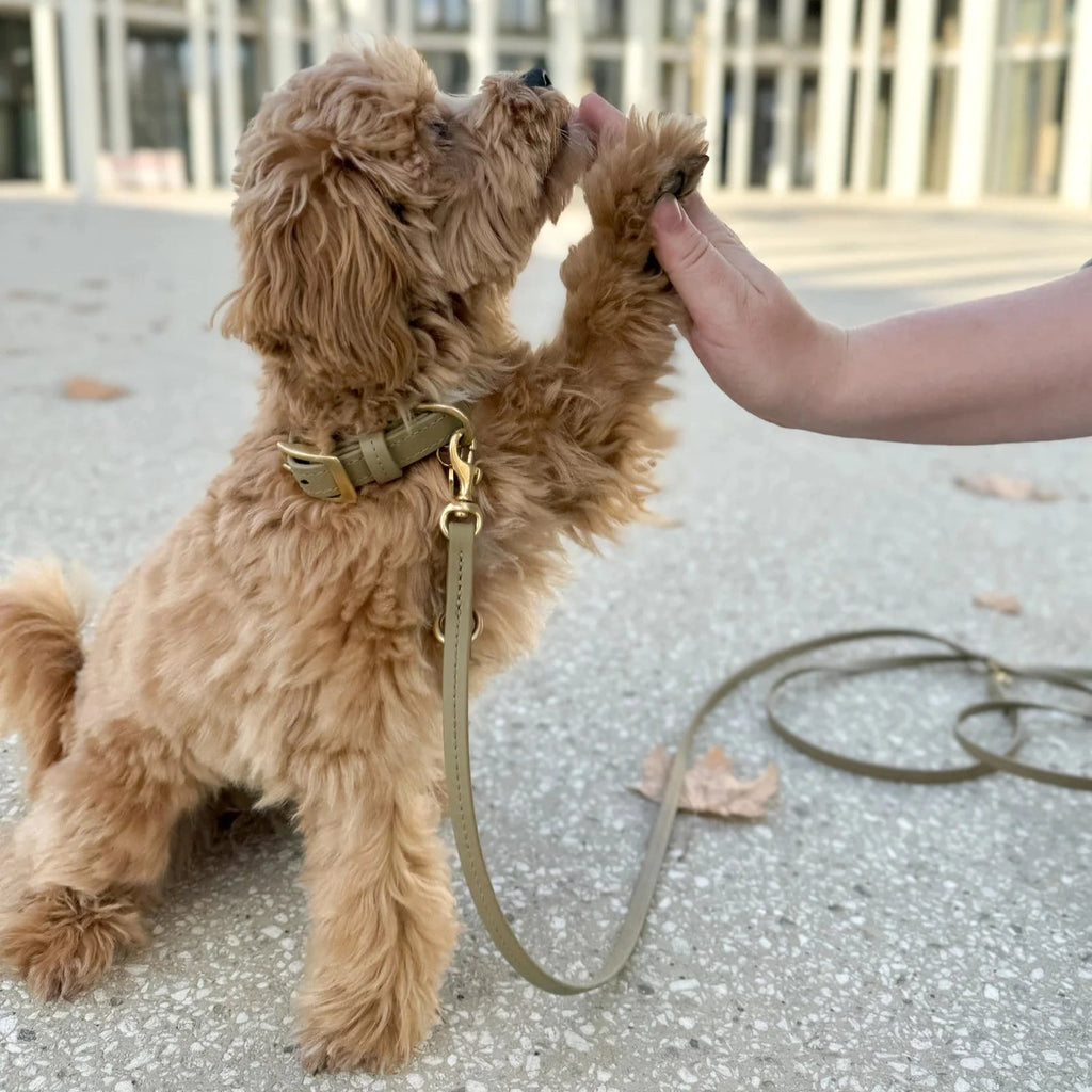 Fatissimo | Biothane Leine Classic Small Leinen Fatissimo 