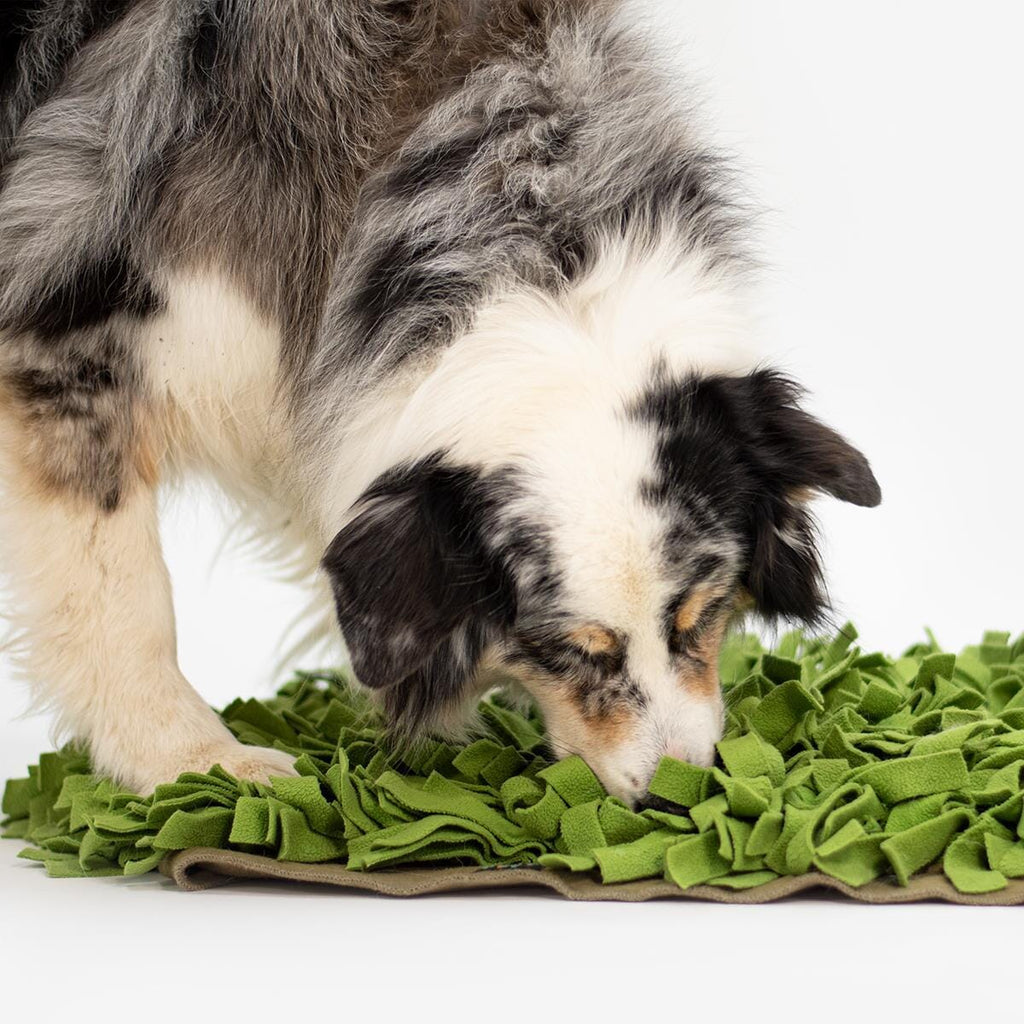 KNAUDER´S BEST | Schnüffelrasen Hundespielzeug Knauders Best 