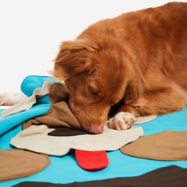 KNAUDER´S BEST | Sniffpad Buddy Hundespielzeug Knauders Best 