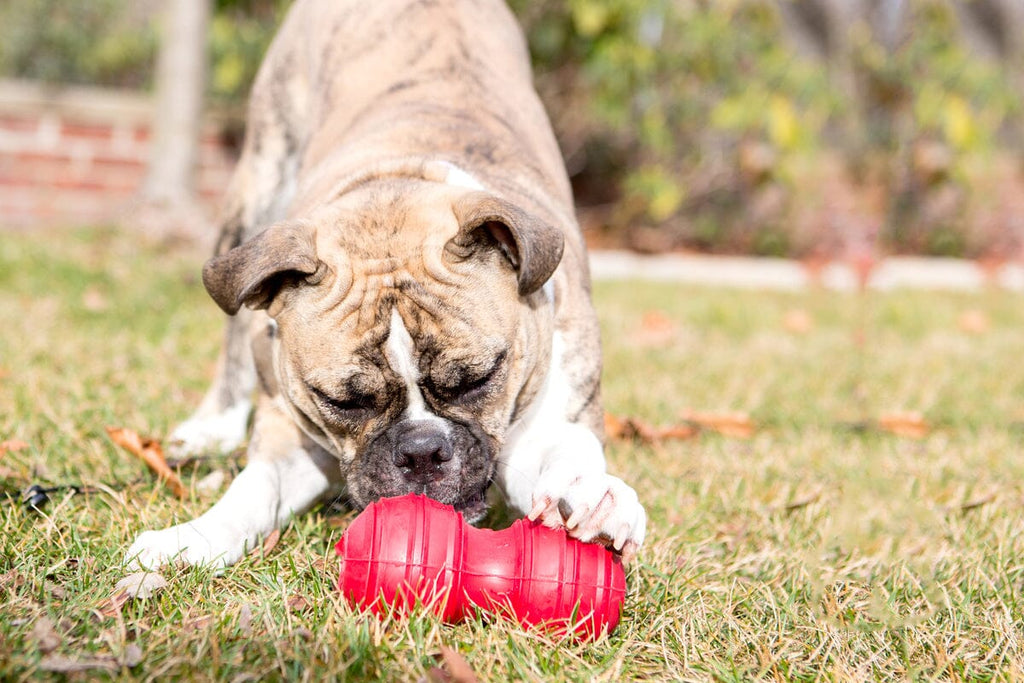 KONG | Dental Hundespielzeug KONG 