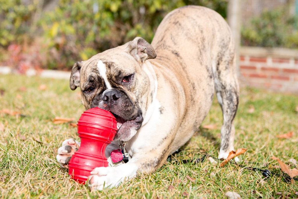 KONG | Dental Hundespielzeug KONG 