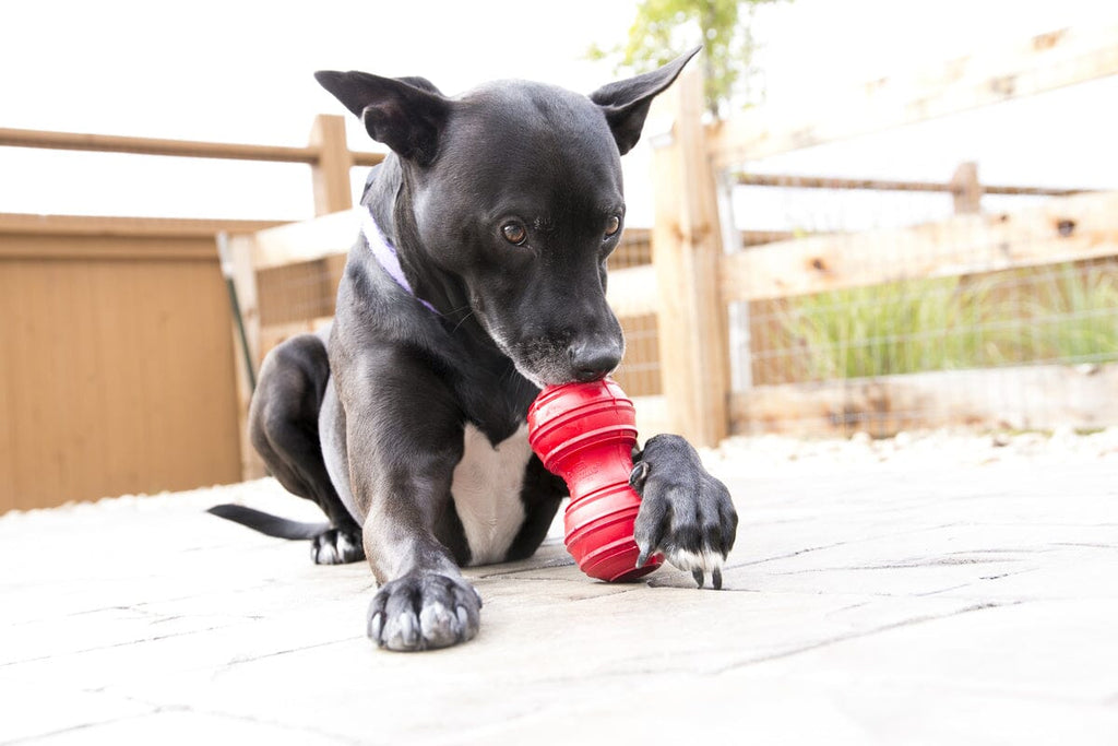 KONG | Dental Hundespielzeug KONG 