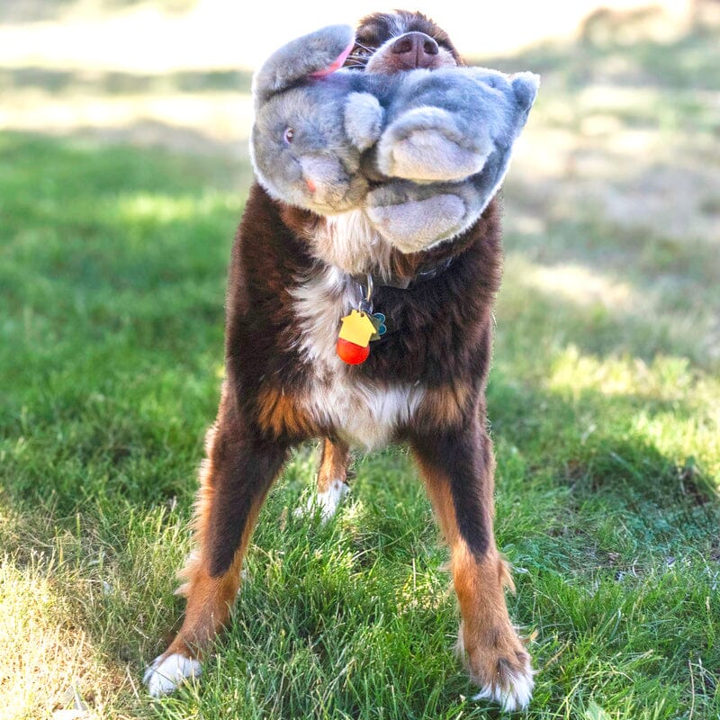 KONG | Toughz Hundespielzeug KONG 