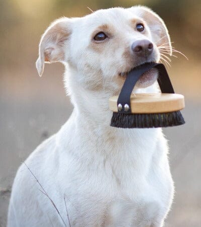 LILA LOVES IT | Bürste Kurzhaar Pflegeprodukte Lila loves it 