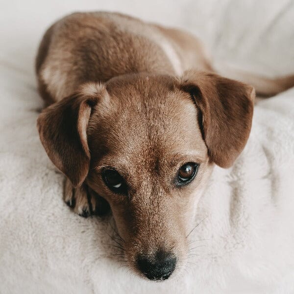 LILA LOVES IT | Körbchenspray Pflegeprodukte Lila loves it 