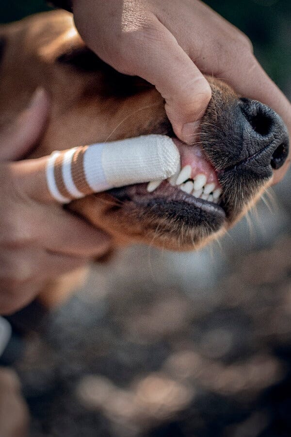 LILA LOVES IT | Liladent Zahncreme Pflegeprodukte Lila loves it 