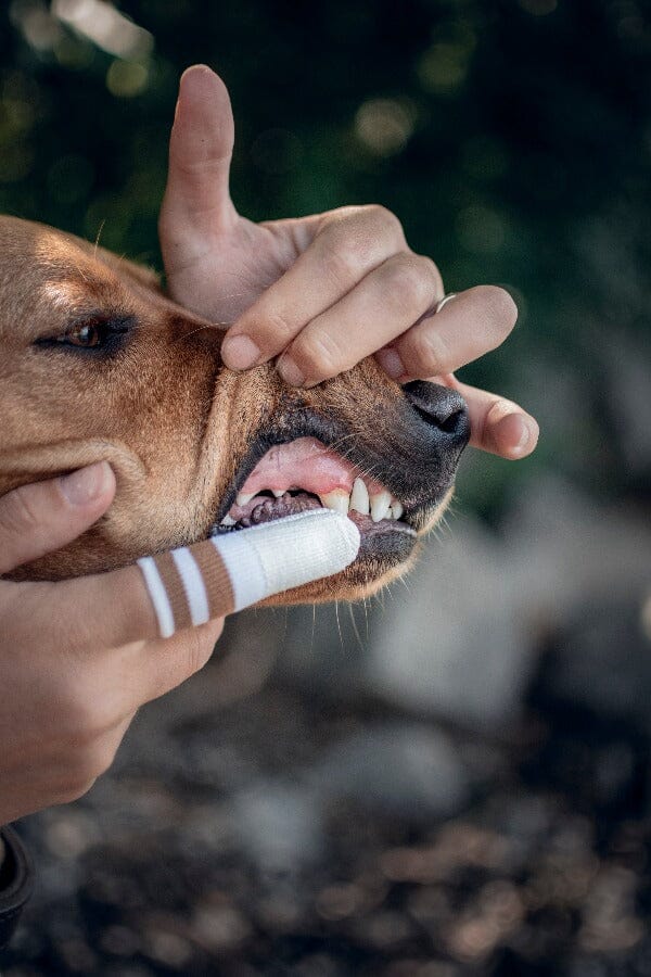 LILA LOVES IT | Liladent Zahncreme Pflegeprodukte Lila loves it 