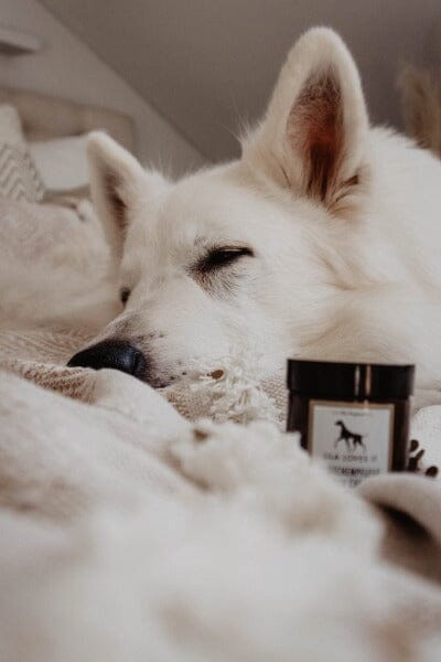 LILA LOVES IT | Pfötchenpflege Pflegeprodukte Lila loves it 