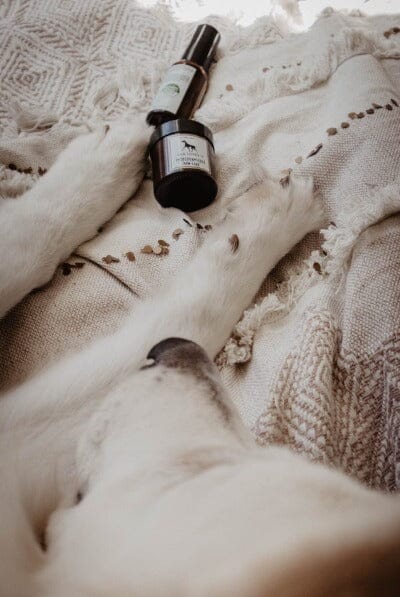 LILA LOVES IT | Pfötchenpflege Pflegeprodukte Lila loves it 