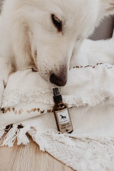 LILA LOVES IT | Silberspray Pflegeprodukte Lila loves it 