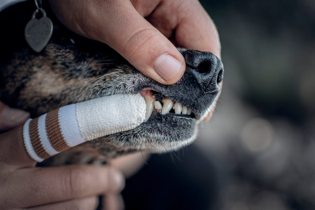 LILA LOVES IT | Zahnfingerling Pflegeprodukte Lila loves it 