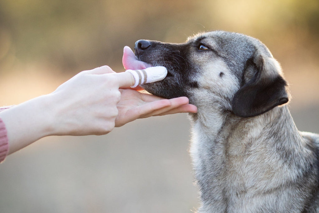 LILA LOVES IT | Zahnfingerling Pflegeprodukte Lila loves it 