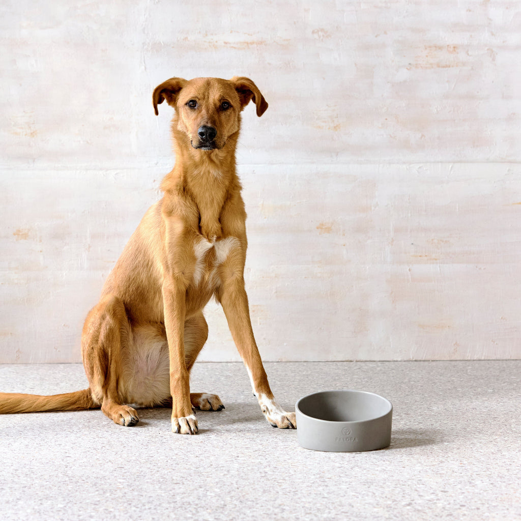 Palopa | Dog Bowl Napf Cali Napf PALOPA 