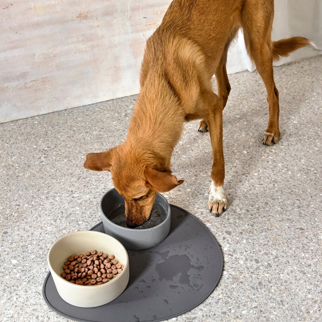 Palopa | Dog Bowl Napf Cali Napf PALOPA 