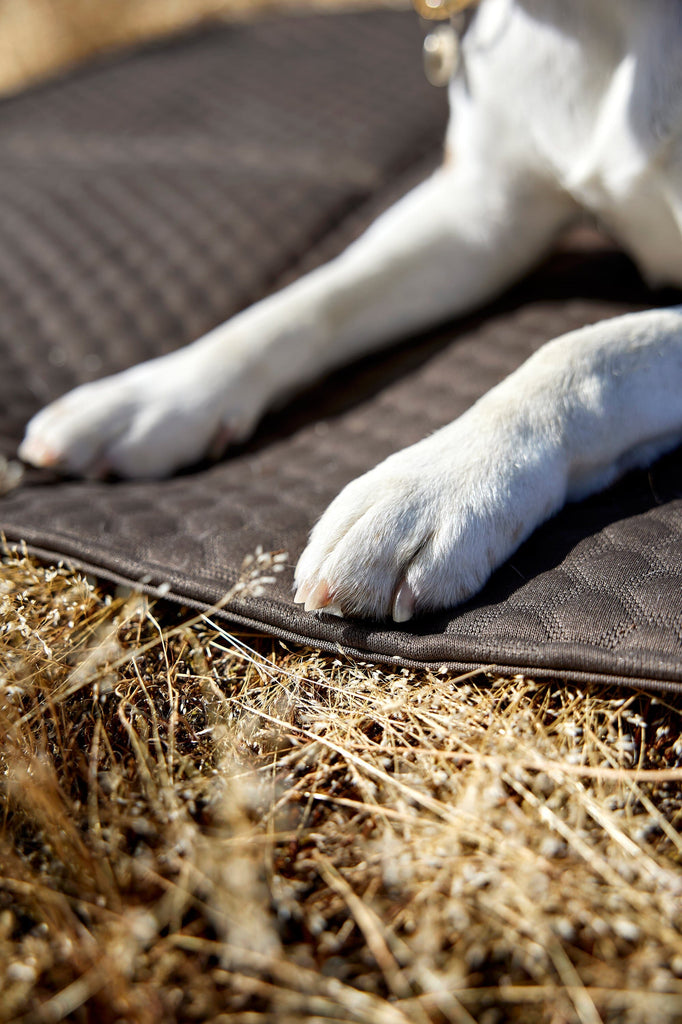 PALOPA | Reisedecke - Nobo Hundebett PALOPA 