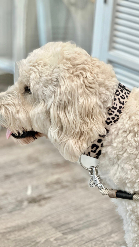 SALTYDOG | Halsband Leopard | PURE Halsband Dogs Inn 