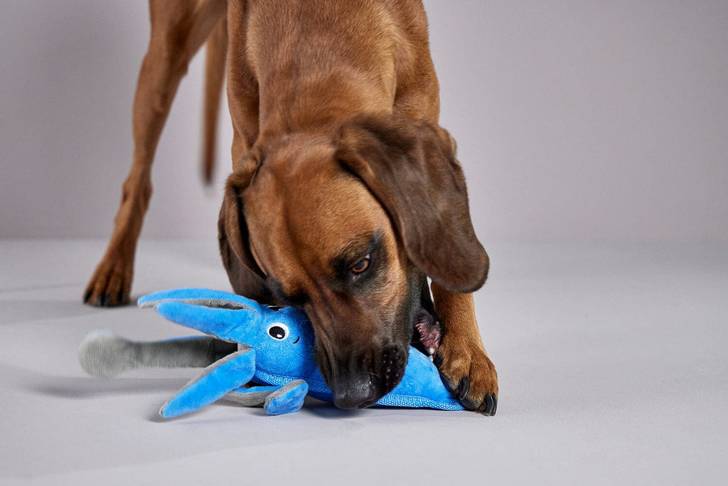 WOLTERS | Ocean Range Hundespielzeug WOLTERS cat & dog GmbH 