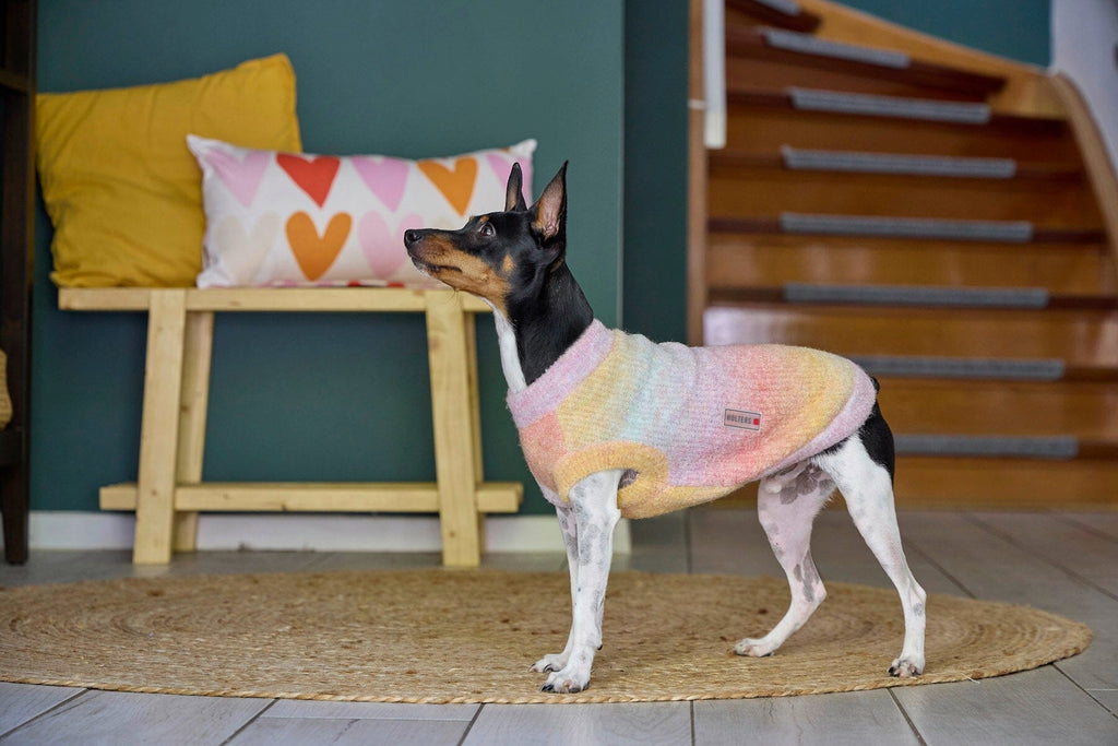 WOLTERS | Strickpullover Hundebekleidung WOLTERS cat & dog GmbH 