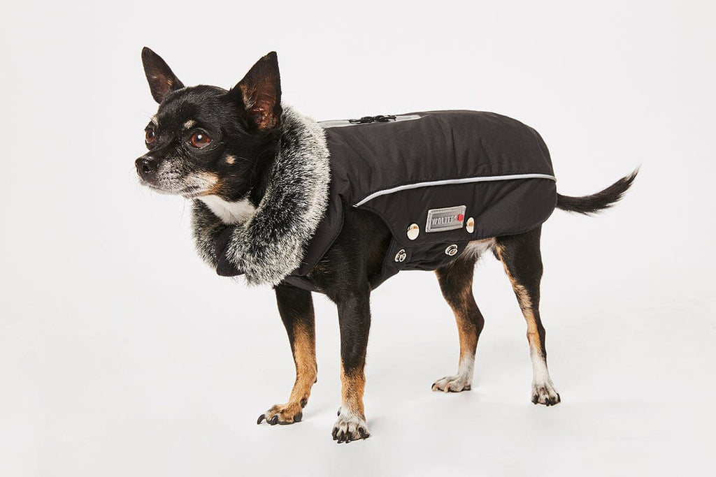 WOLTERS | Winterjacke Amundsen Hundebekleidung WOLTERS cat & dog GmbH 