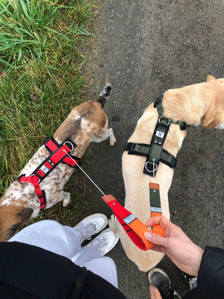 WowWow | Halsband & Geschirr mit integrierter Leine Halsband & Leine WowWow 