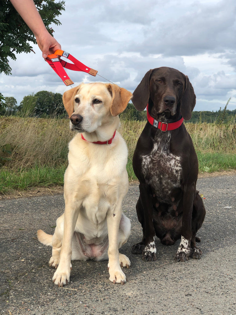 WowWow | Halsband & Geschirr mit integrierter Leine Halsband & Leine WowWow 